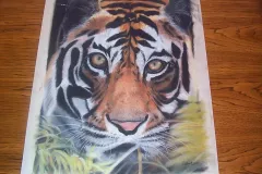 tiger_ca