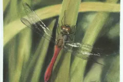 Dragonfly_ca