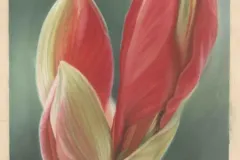 Flower_ca-scaled