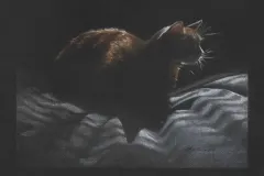 Gingercat_ca