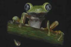 Kermit_ca_002