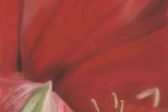 RedFlower_ca-scaled