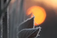 FrostedLeaf-scaled
