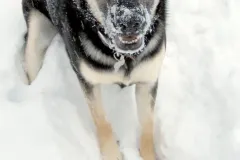 MilointheSnow1