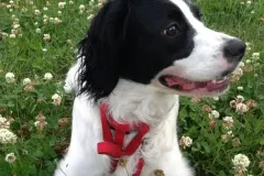 Piper