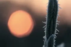 Shiver-scaled